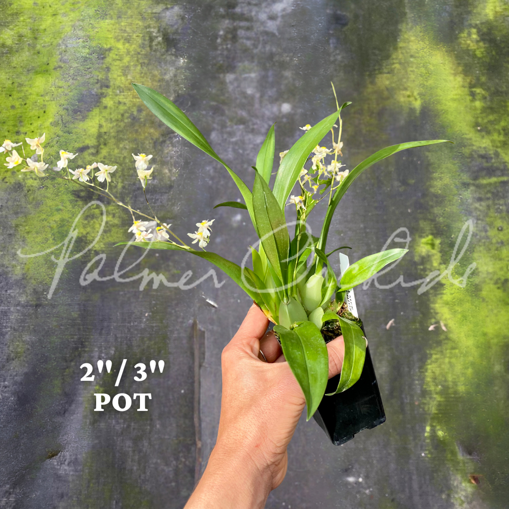 Oncidium Tsiku Marguerite — Palmer Orchids